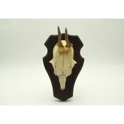 Geweihe & Trophäen^Vintage Füchse Kleines Rehgeweih vom Spießer vintage Rehtrophäe 1950er, Rehgeweih auf Gehörnbrett Eiche echte Rehstange