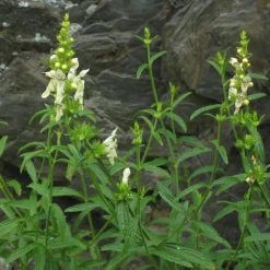 Blumenzwiebeln & -Samen^greetlings – greets & seeds Saatgut: Aufrechter Ziest (Stachys recta)