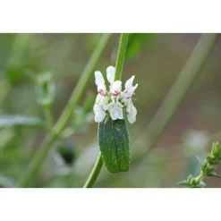 Blumenzwiebeln & -Samen^greetlings – greets & seeds Saatgut: Aufrechter Ziest (Stachys recta)