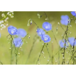 Best greetlings – greets & seeds Saatgut: »Balkonien«