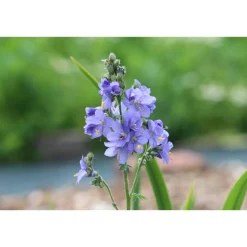 Blumenzwiebeln & -Samen^greetlings – greets & seeds Saatgut: Blaue Himmelsleiter (Polemonium caeruleum)