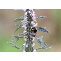Best greetlings – greets & seeds Saatgut: Herzgespann