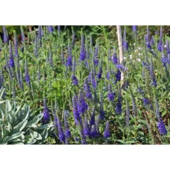 Blumenzwiebeln & -Samen^greetlings – greets & seeds Saatgut: Ähriger Ehrenpreis (Veronica spicata)