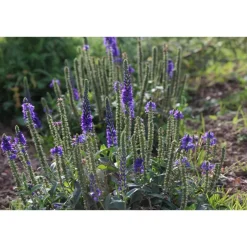 Blumenzwiebeln & -Samen^greetlings – greets & seeds Saatgut: Ähriger Ehrenpreis (Veronica spicata)