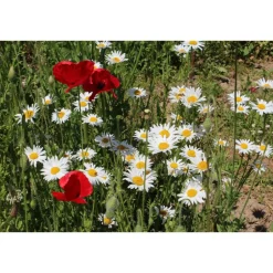 Blumenzwiebeln & -Samen^greetlings – greets & seeds Saatgut: »Sommerflair«