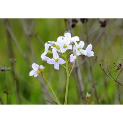 Best greetlings – greets & seeds Saatgut: Wiesen-Schaumkraut (Cardamine pratensis)