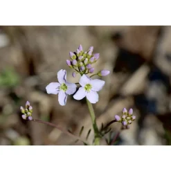 Best greetlings – greets & seeds Saatgut: Wiesen-Schaumkraut (Cardamine pratensis)