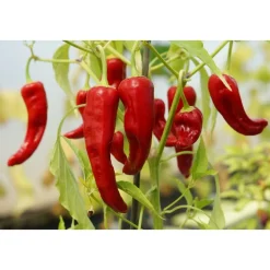 Best SAFLAX - BIO - Chili - De Cayenne Long Slim - 10 Samen - Capsicum annuum