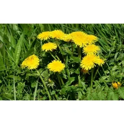 Best SAFLAX - BIO - Löwenzahn - 400 Samen - Taraxacum officinale
