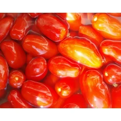 Best SAFLAX - BIO - Tomate - San Marzano - 15 Samen - Solanum lycopersicum