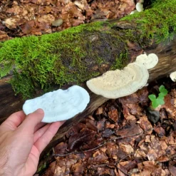 ideabaydesign Wandregal Samtige Tramete – Pilzregal | Regal | Naturdesign für Pflanzen und Deko