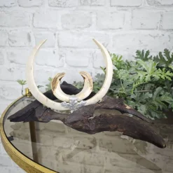 Best WeeNTAGE Wildschwein Hauer Trophäe mit Keilerhauer und Keilerzähnen auf Holz Ast Jagdtrophäe rustikale Dekoration Jagdzimmer Land
